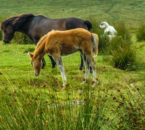Dartmoor National Park, Südengland